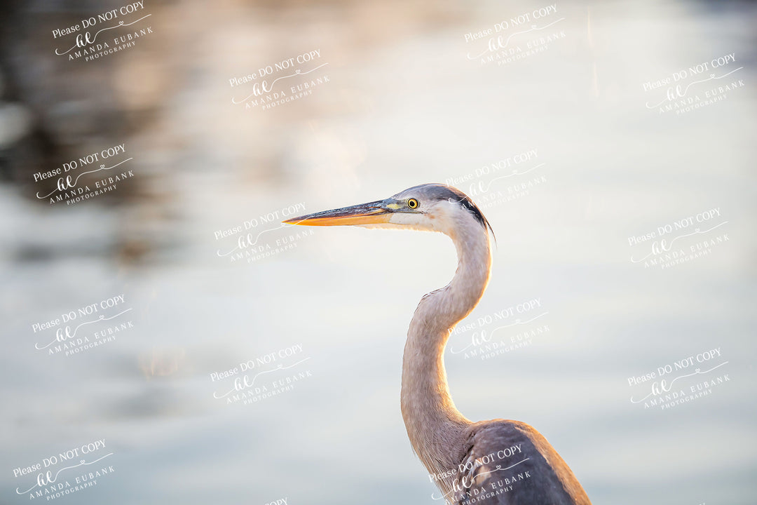 Wildlife