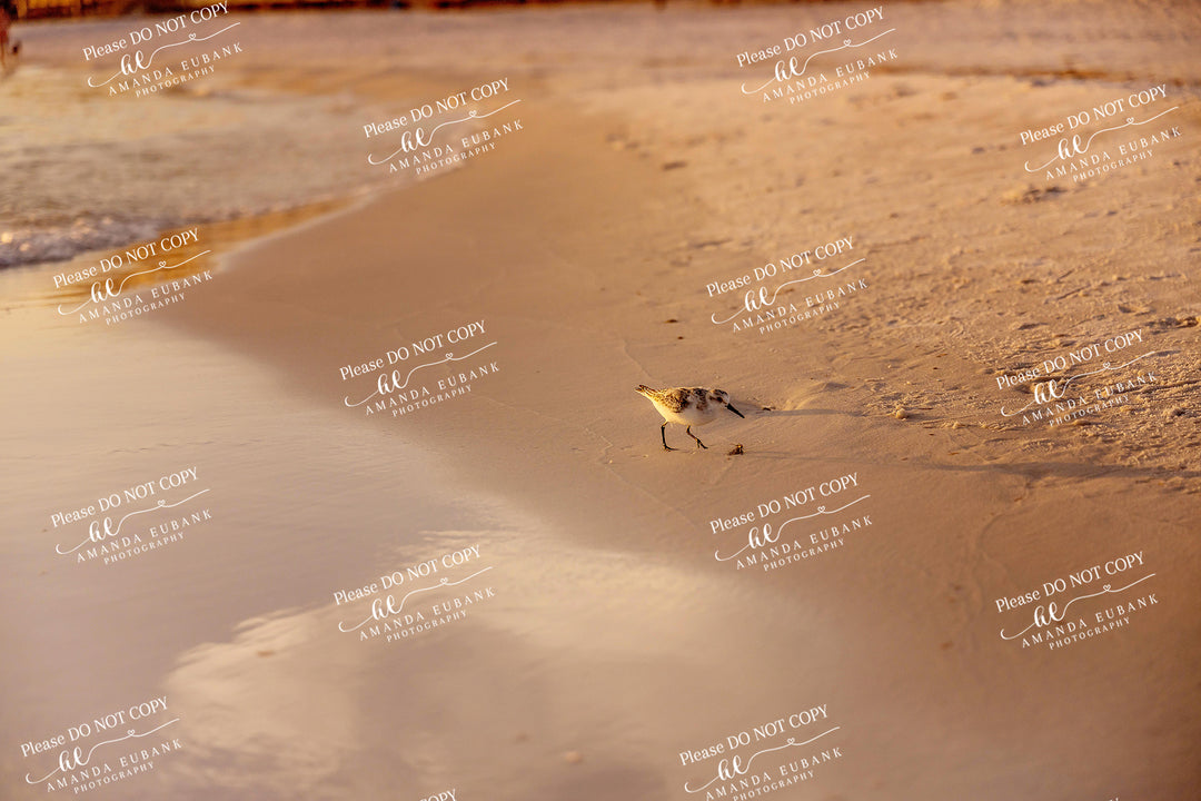 beach-fine-art-00214