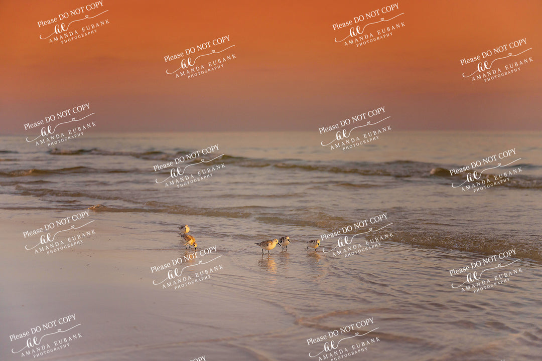 beach-fine-art-00215