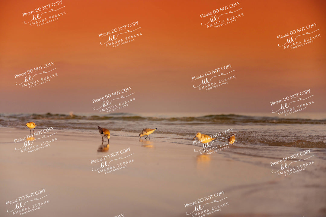 beach-fine-art-00216